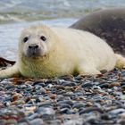 Heuler - Helgoland