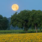 Heumond über dem Sonnenblumenfeld