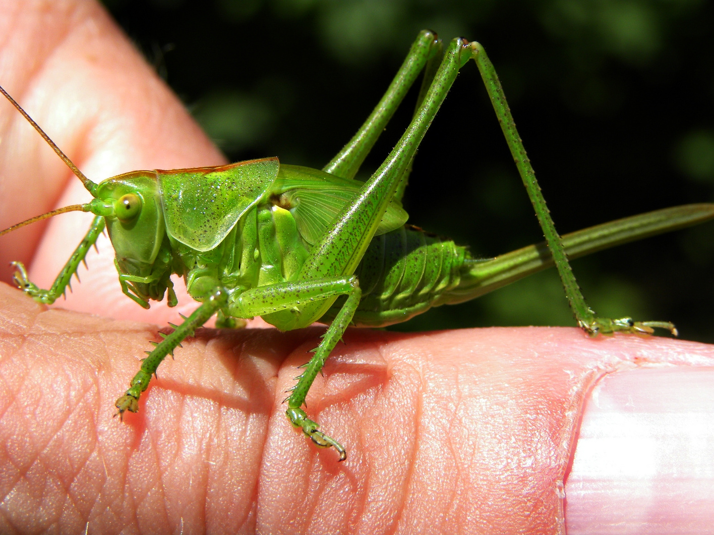 Heupferd als Handschmuck.....