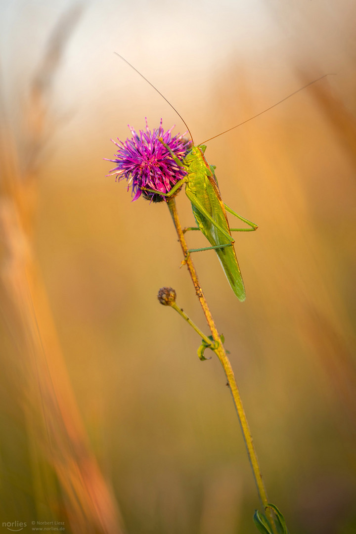 Heupferd an der Blüte