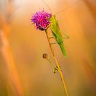 Heupferd an der Blüte