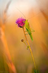 Heupferd an der Blüte