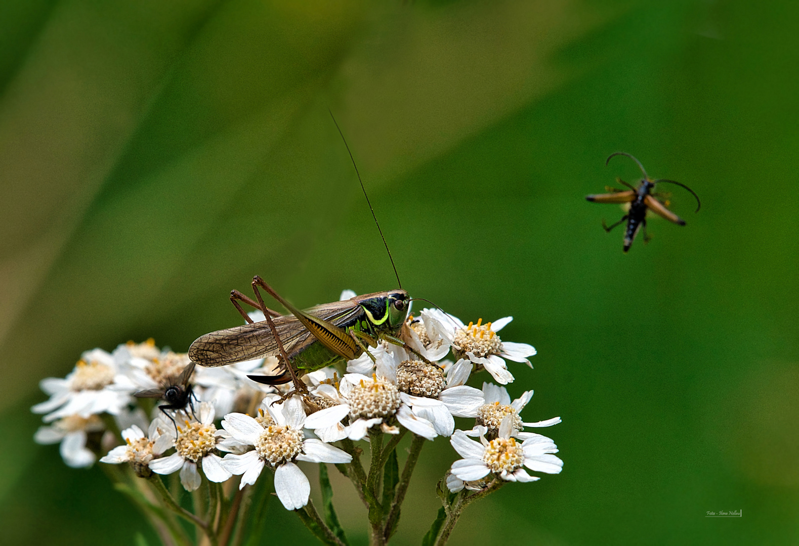 Heupferd auf Blüte