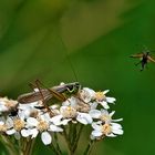 Heupferd auf Blüte