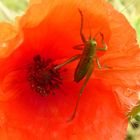 Heupferd auf dem Mohn