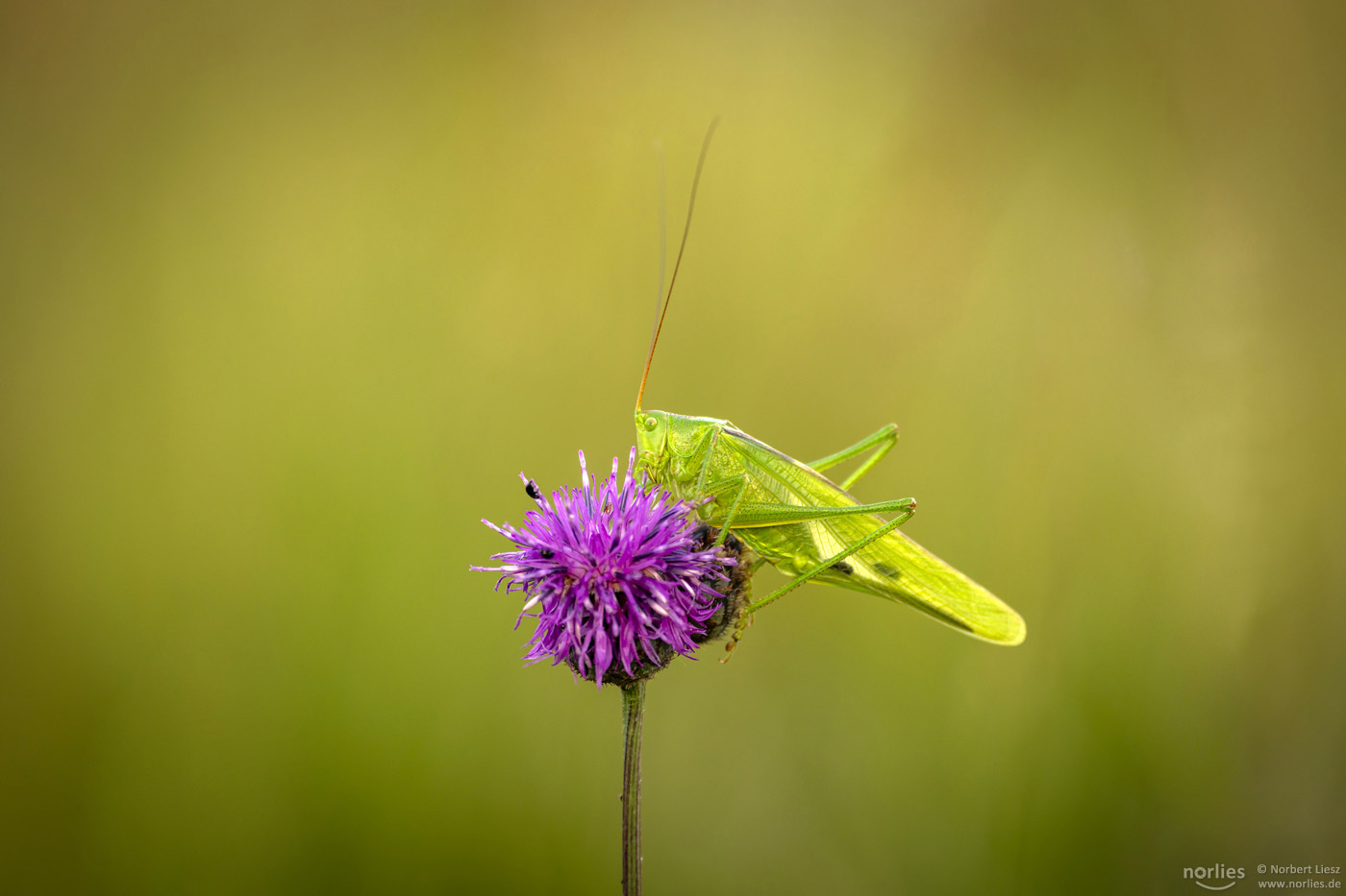 Heupferd auf der Blüte