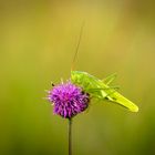 Heupferd auf der Blüte