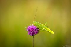 Heupferd auf der Blüte