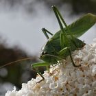 Heupferd auf der Blütenweide