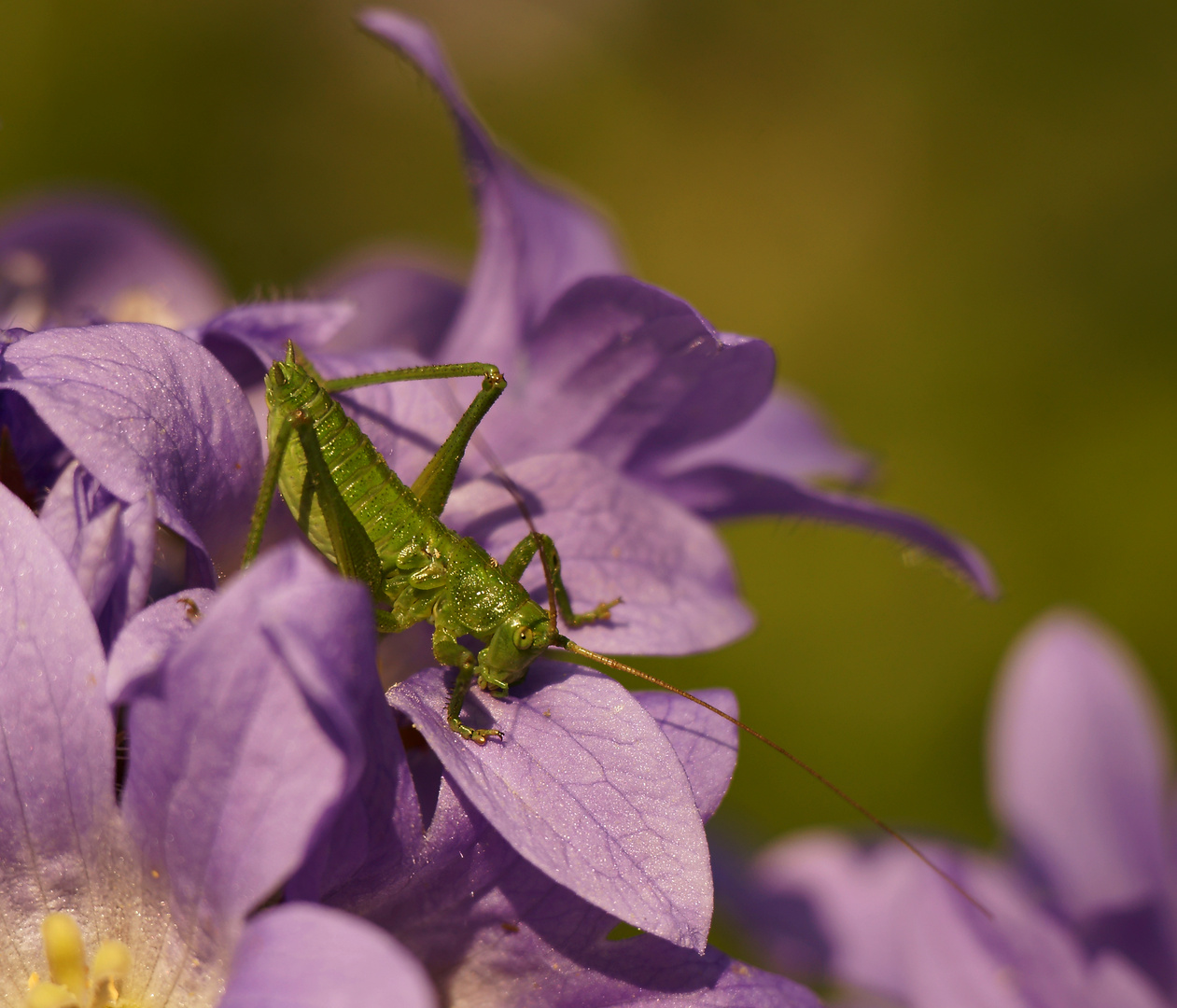 Heupferd auf Doldenglockenblume (Campanula lactiflora)