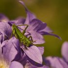 Heupferd auf Doldenglockenblume (Campanula lactiflora)