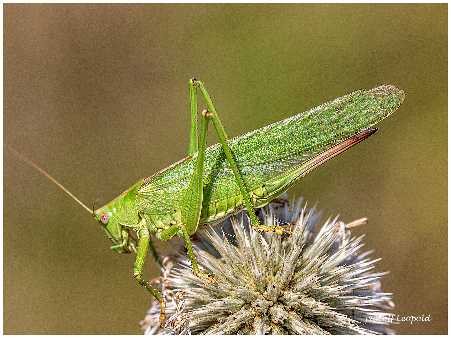 Heupferd auf einer Distel