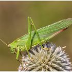 Heupferd auf einer Distel