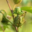 Heupferd auf Hibiskusstrauch