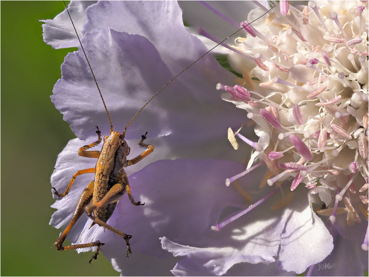 Heupferd auf Scabiose