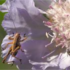 Heupferd auf Scabiose