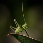 Heupferd - bush cricket - Punktierte Zartschrecke