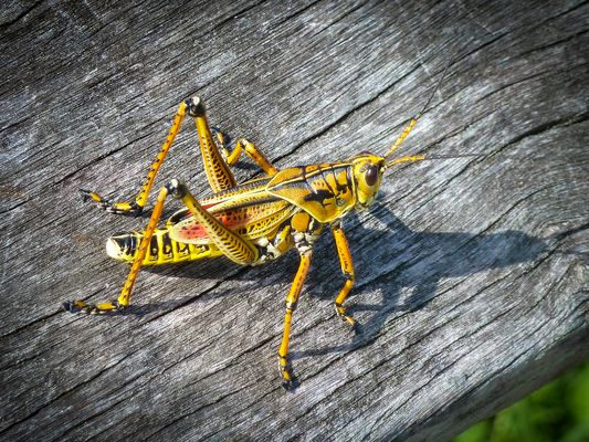 Heupferd, Eastern Lubber Grasshopper, Romalea guttata, auch Romalea microptera 