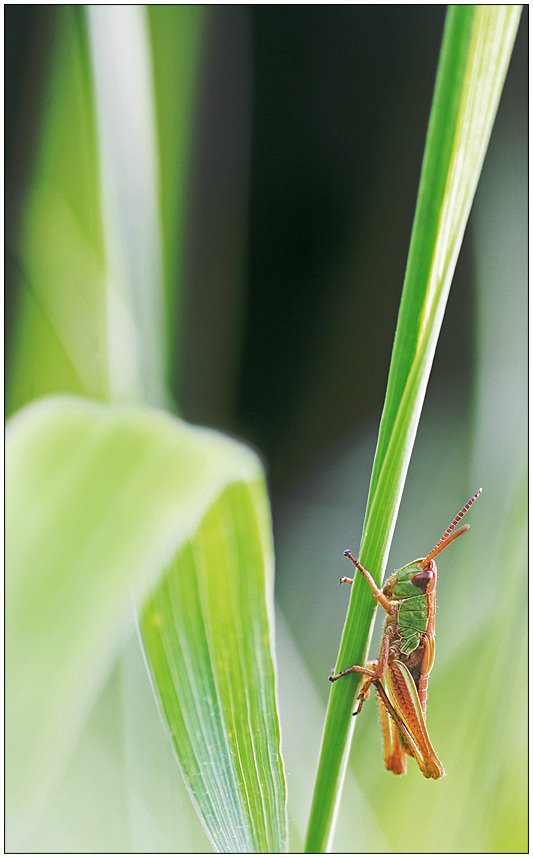 Heupferd im Gras