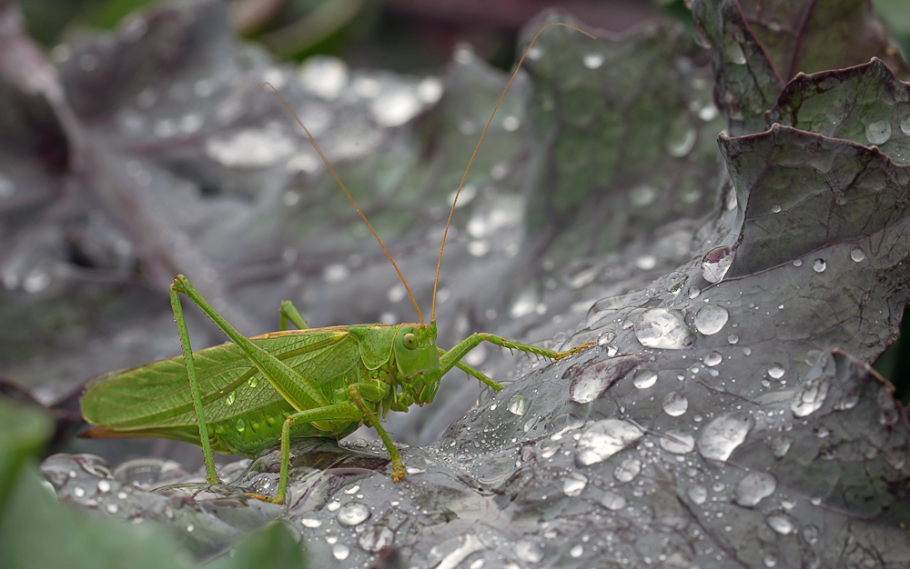 Heupferd im Regen