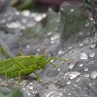 Heupferd im Regen