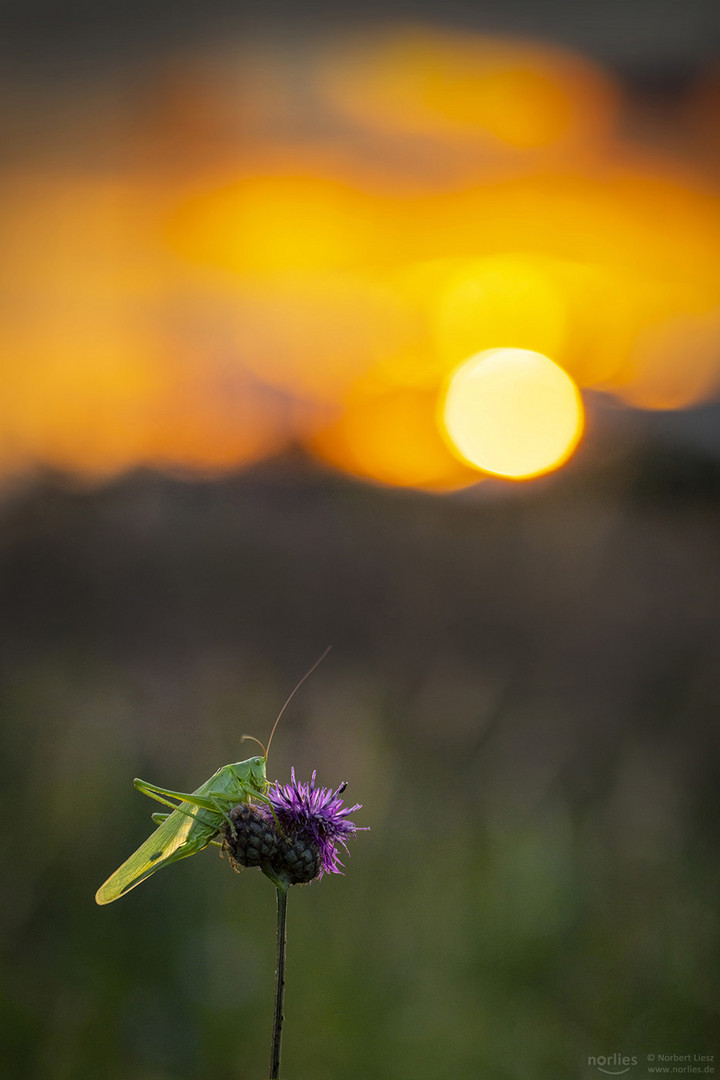 Heupferd im Sonnenuntergang