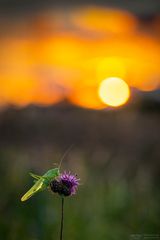 Heupferd im Sonnenuntergang