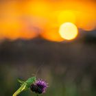 Heupferd im Sonnenuntergang