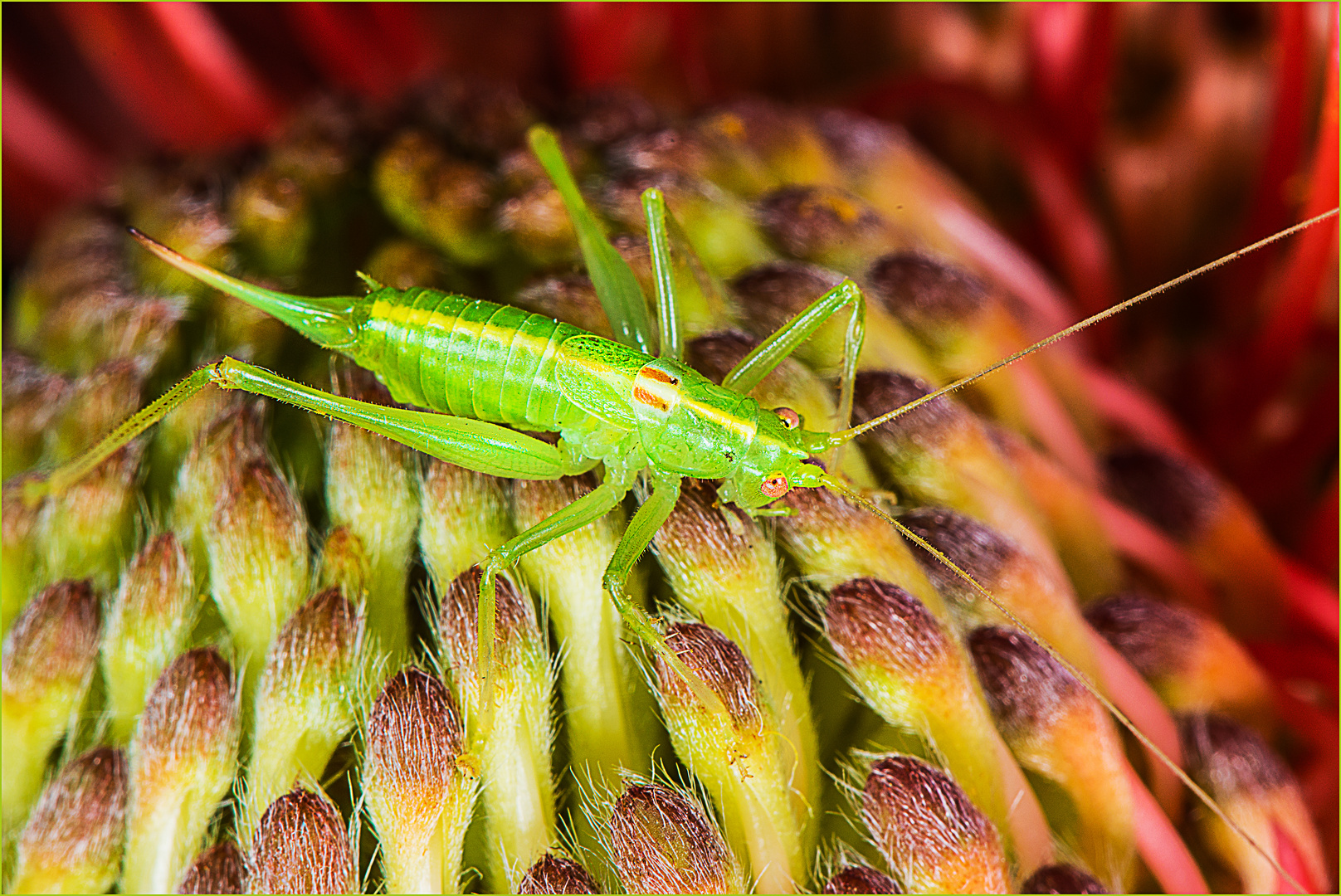 Heupferd, in der Protea verlaufen  2