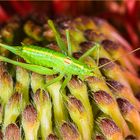 Heupferd, in der Protea verlaufen  2