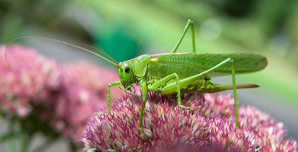 Heupferd Insekten grün