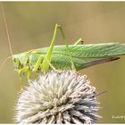 Heupferd sitzt auf einer Distel