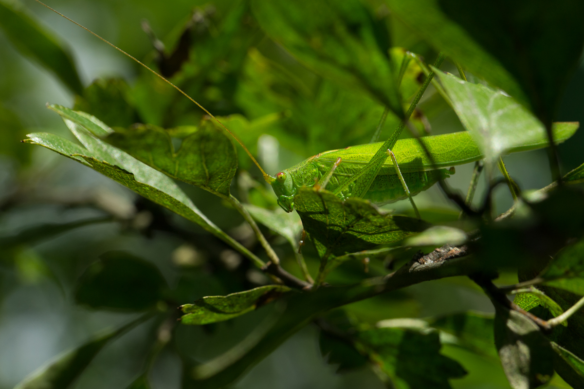 Heupferd versteckt sich...