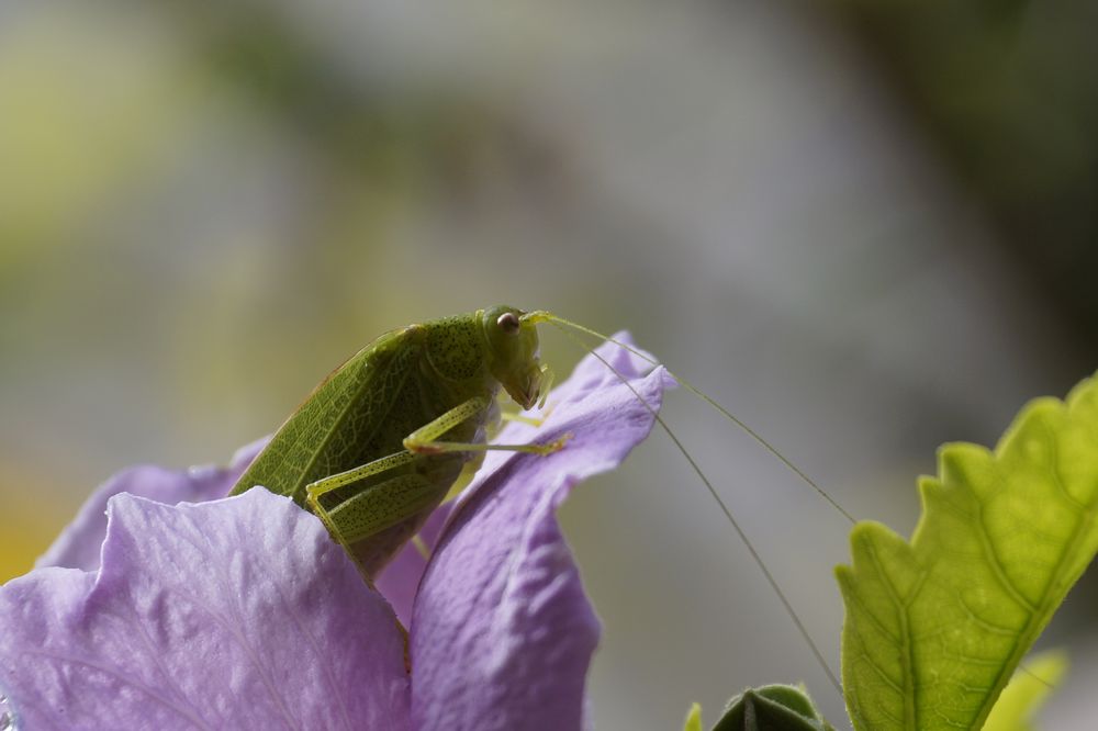 Heupferdchen