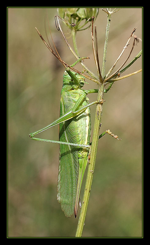 Heupferdchen