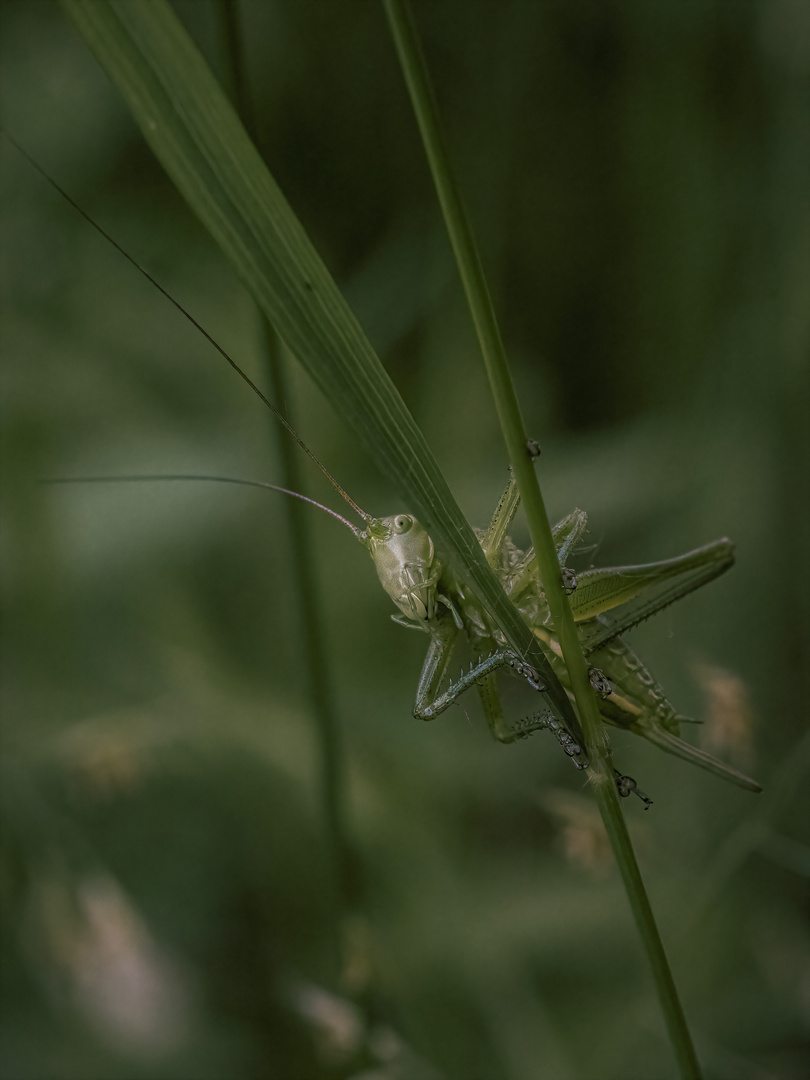 Heupferdchen