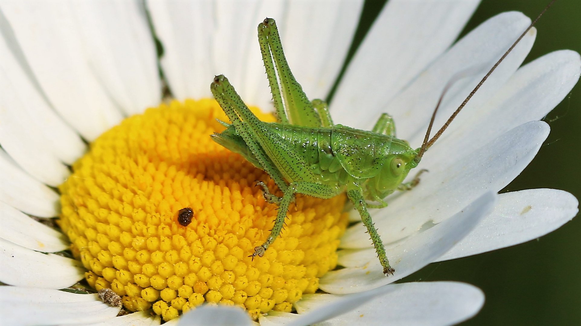 Heupferdchen