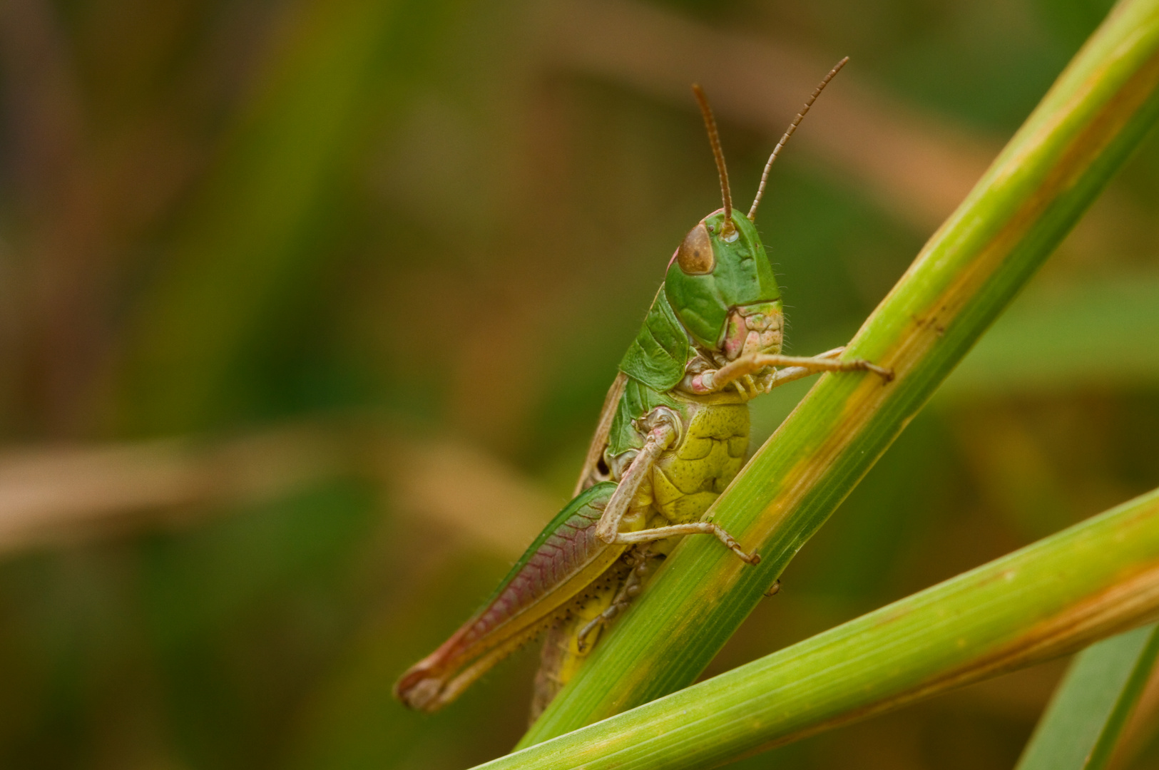 Heupferdchen