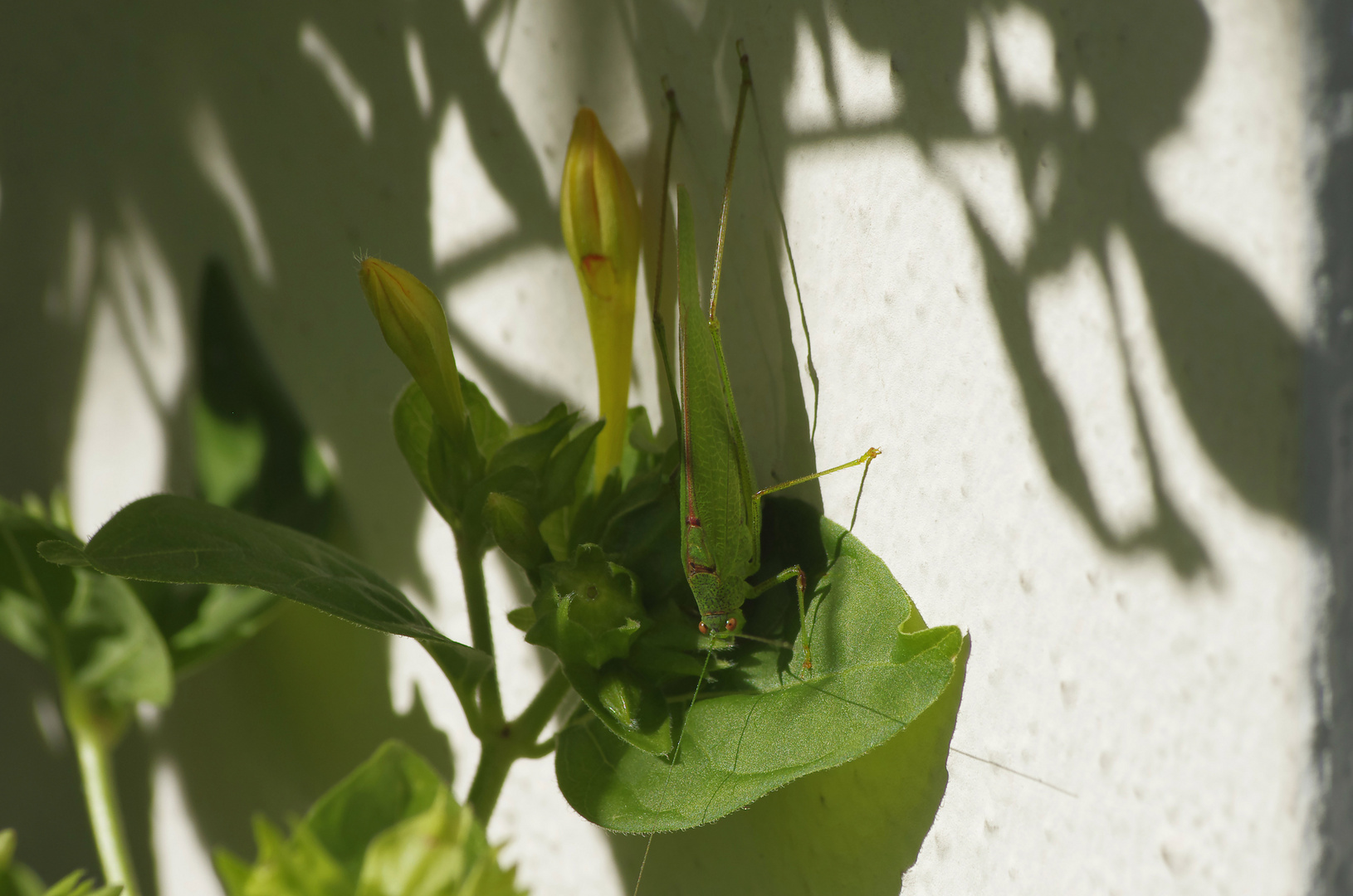 Heupferdchen auf der Wunderblume