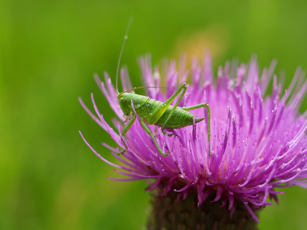 Heupferdchen auf Distel