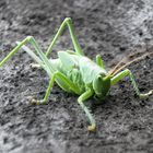 Heupferdchen beim Sonnenbad