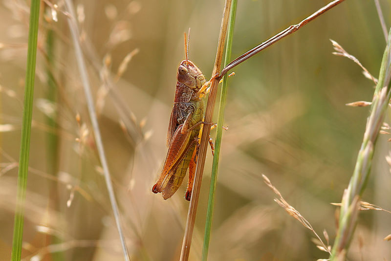 Heupferdchen beim Sonnenbaden