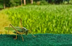 "HEUPFERDCHEN" -besucht mich