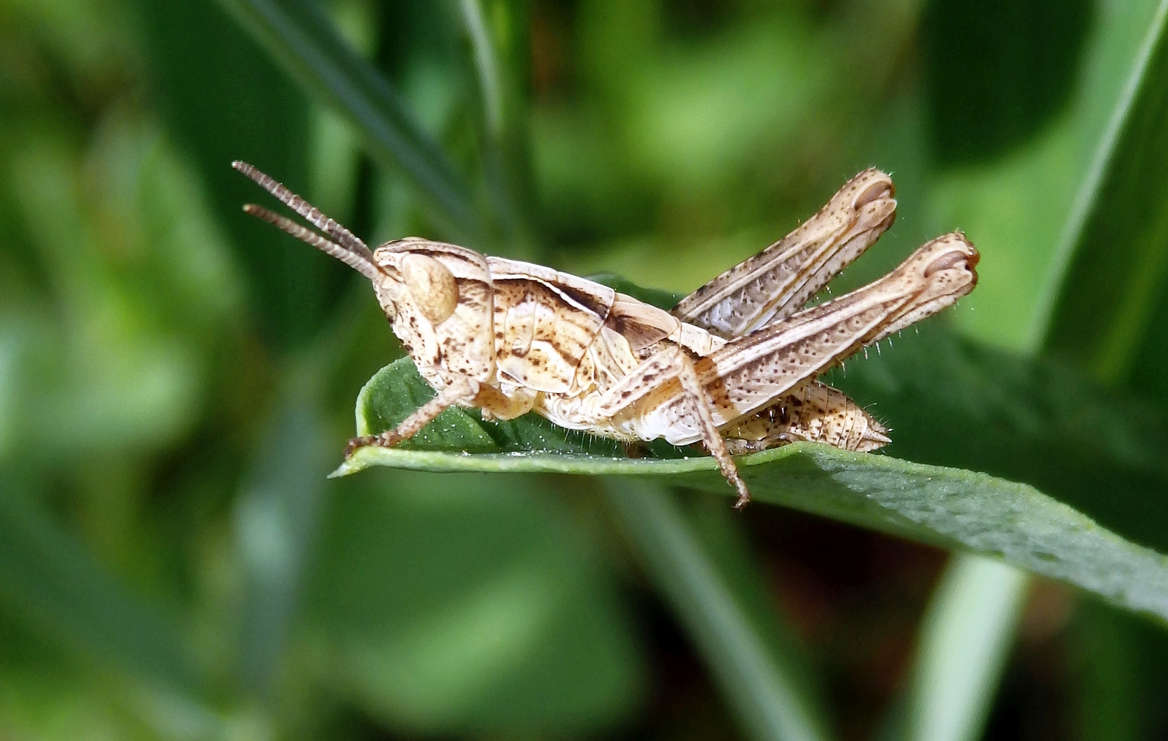 Heupferdchen Chorthippus biguttulus