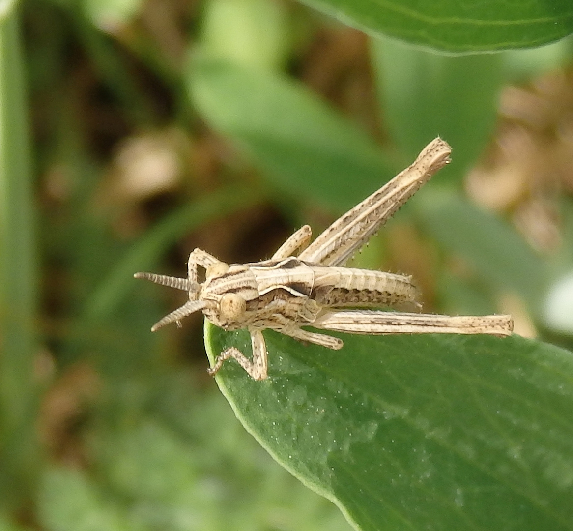 Heupferdchen Chorthippus biguttulus