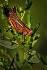 "Heupferdchen", denk ich mal