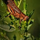 "Heupferdchen", denk ich mal