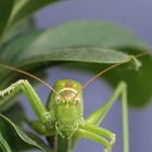 Heupferdchen im Bonsaibaum