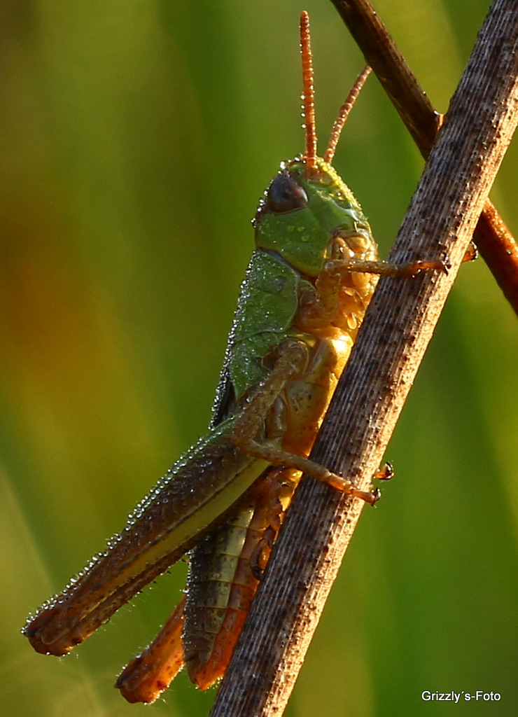 Heupferdchen im Morgentau