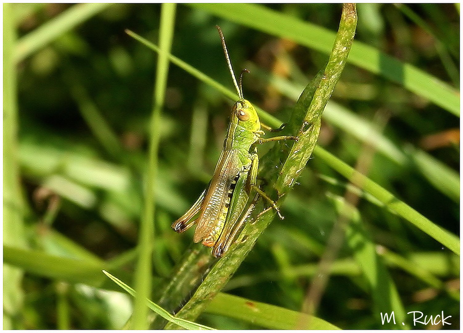 Heupferdchen im tiefen Gras 